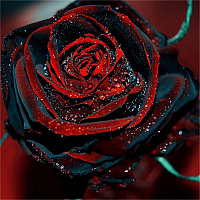 ПО Red Rose III Plant